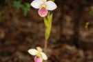 Phragmipedium x colombianum